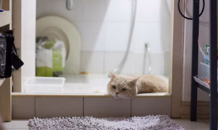 Kucing & Kamar Mandi: Tanda Kecintaan / Sekadar Penasaran?